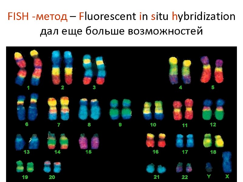 FISH -метод – Fluorescent in situ hybridization дал еще больше возможностей